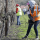 Image for article titled Napa Vineyard Pruning Contest Features First Female Competitors